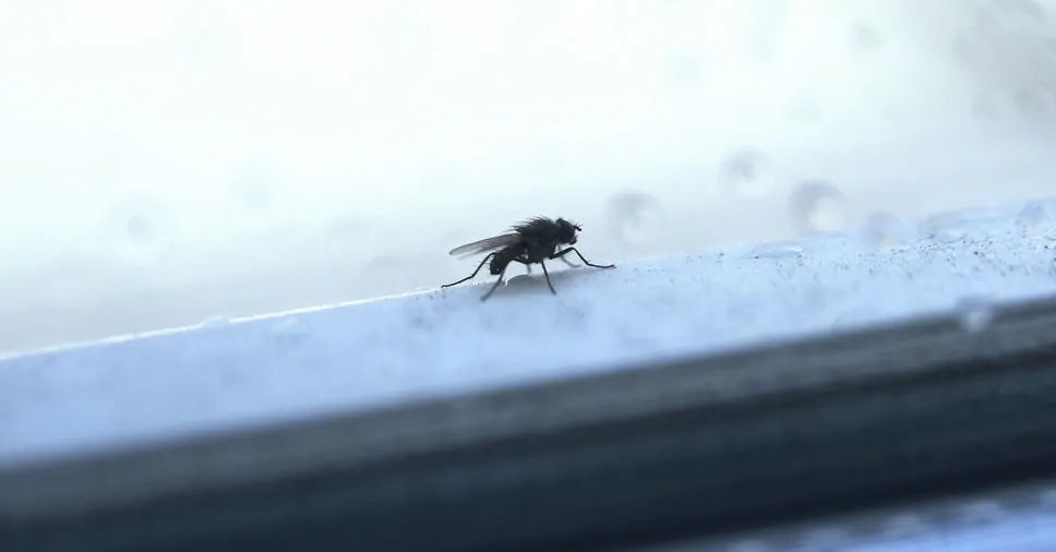 Dicas para manter sua casa livre de insetos durante o inverno