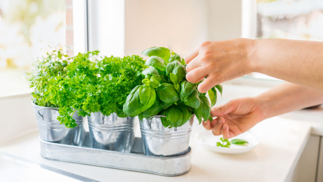 Dicas de temperos para cultivar em casa