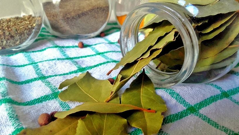 Como usar o louro para afastar formigas na cozinha