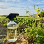 Dicas para usar vinagre branco como herbicida natural no jardim