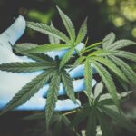 Anvisa flexibiliza regras para prescrição de Cannabis no Brasil