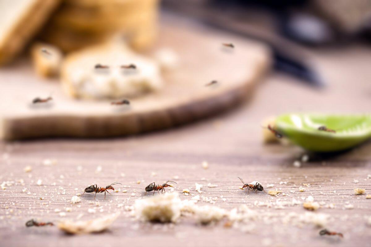 Dicas para evitar o surgimento de insetos em casa