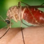 Febre do Nilo Ocidental não tem vacina e nem remédio, diz especialista