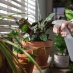 Dicas para regar corretamente as suas plantas
