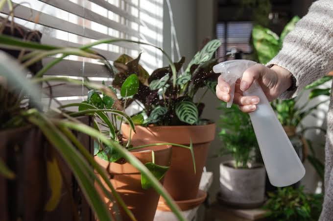 Dicas para regar corretamente as suas plantas