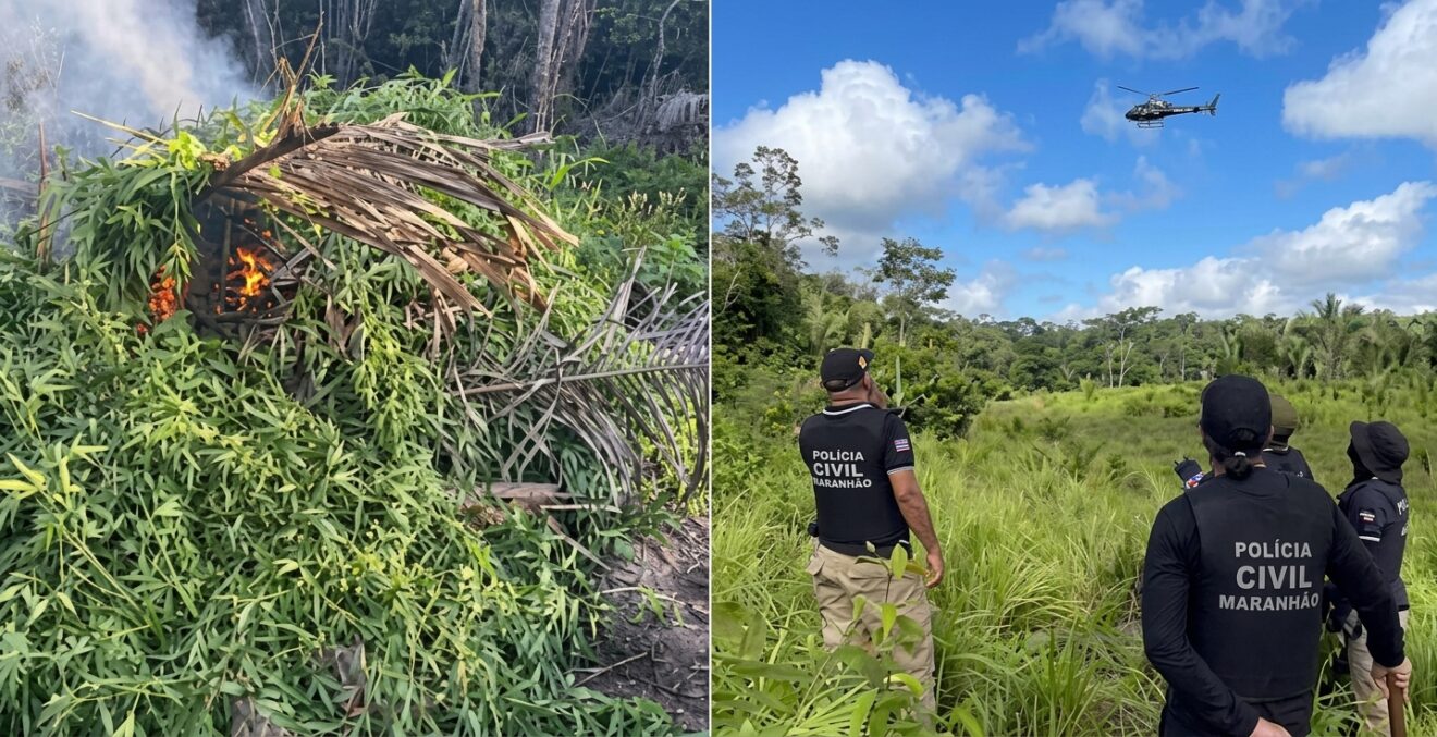 Operação localiza 10 roças e destrói mais de 18 mil pés de maconha em três municípios do MA