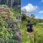 Operação localiza 10 roças e destrói mais de 18 mil pés de maconha em três municípios do MA