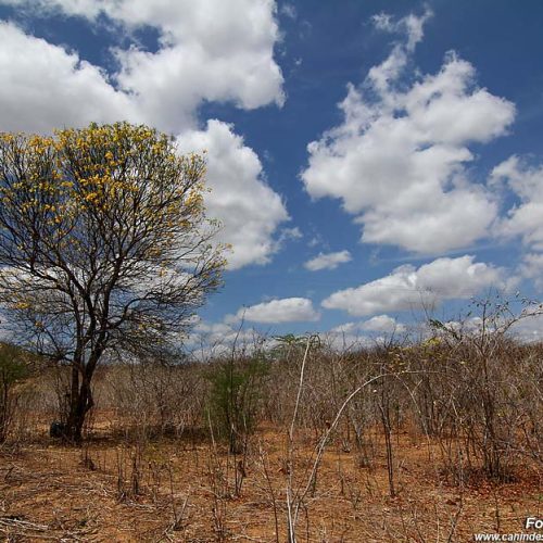 Seca volta a cobrir 100% do Maranhão e acende alerta em todo o Nordeste, aponta relatório