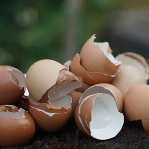 Cascas de ovo e óleo: a mistura caseira que viralizou e transforma plantas e móveis