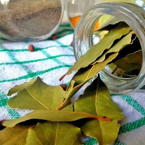 Como usar o louro para afastar formigas na cozinha