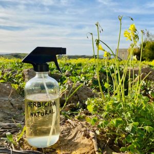 Dicas para usar vinagre branco como herbicida natural no jardim