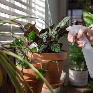 Dicas para regar corretamente as suas plantas