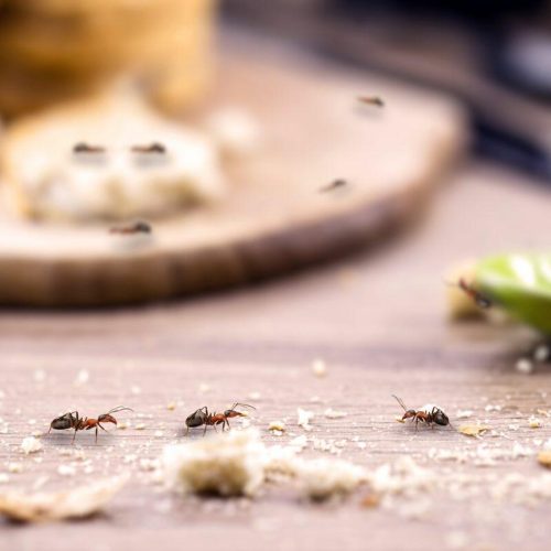 Dicas para evitar o surgimento de insetos em casa