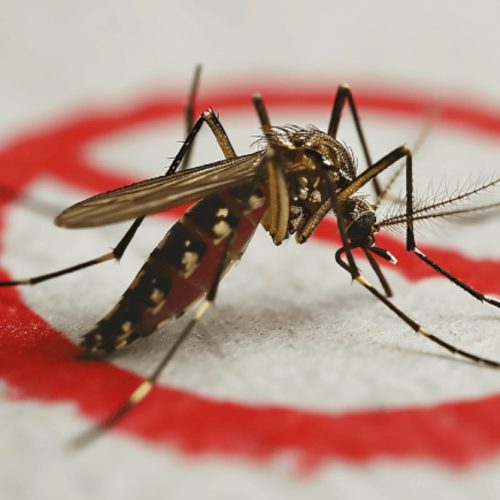 SUS passa a oferecer teste rápido de dengue